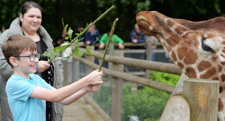 Boy feeding a giraffe